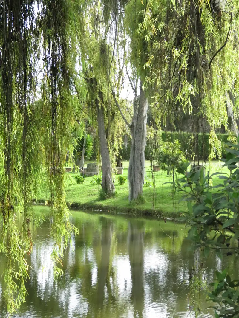 Humedales de Chía: Naturaleza Resiliente que la Ciudad No Pudo Tragar