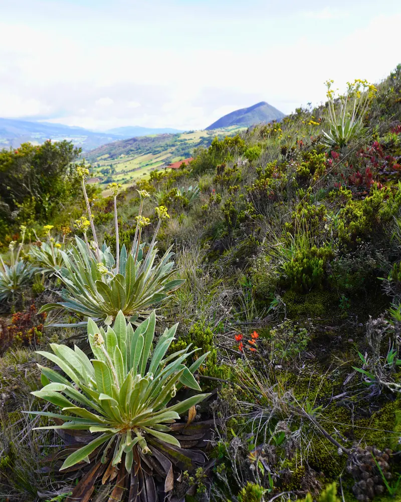 Frailejones en Guatavita: dónde verlos en Kajú Mirador
